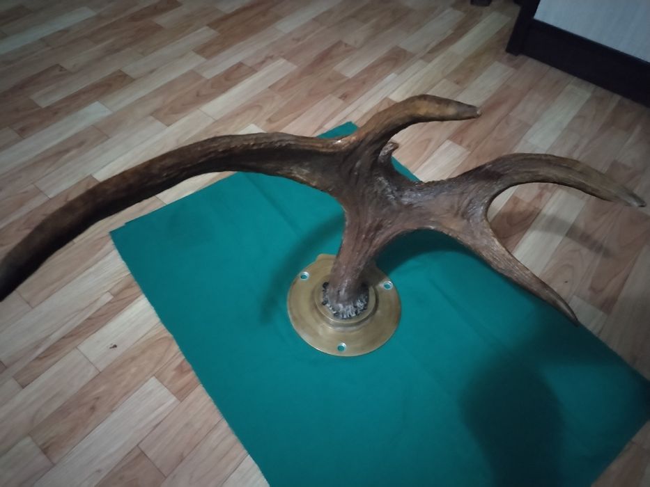 Натуральные рога. Советские. Марал.