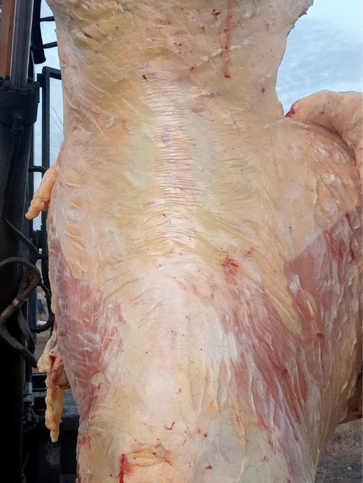 Продаются лошади (согым)