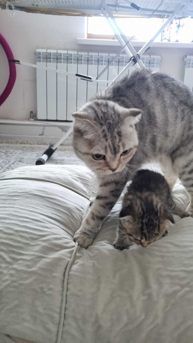 Шотландские котята