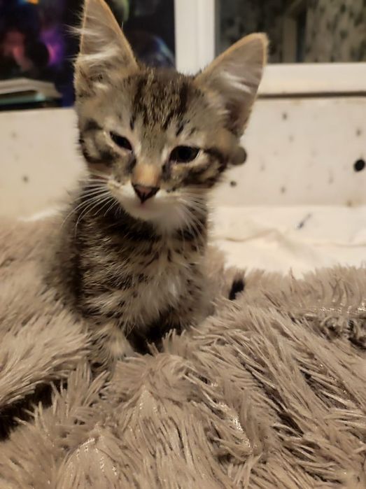 Отдам котенка, мальчик