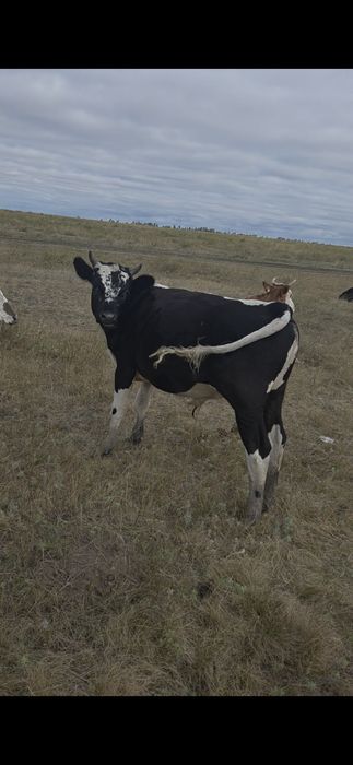 Продам корову, бычка