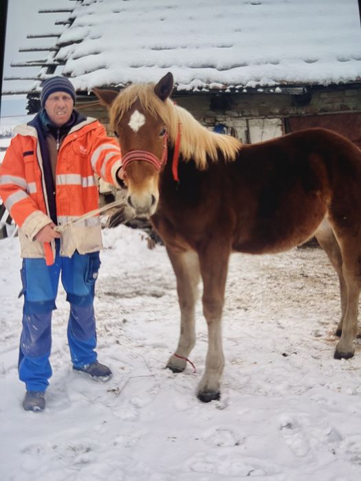 Vând mânza de 8 luni