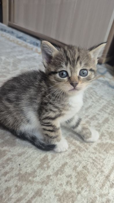 Отдам котят в добрые руки