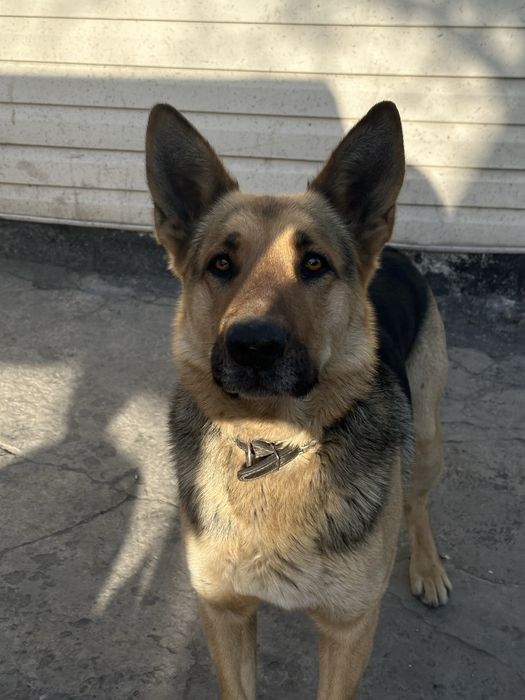 Кобель немецкой овчарки  , для вязки