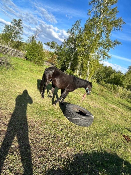 Продам Лошадей