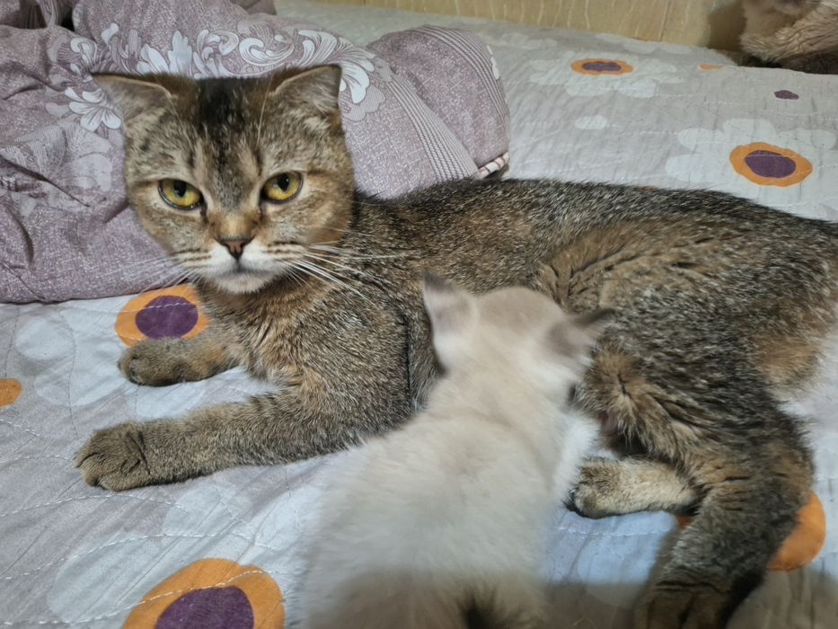 Skottish strayt  bolachalari Yaxshi qo‘llarga betiladi