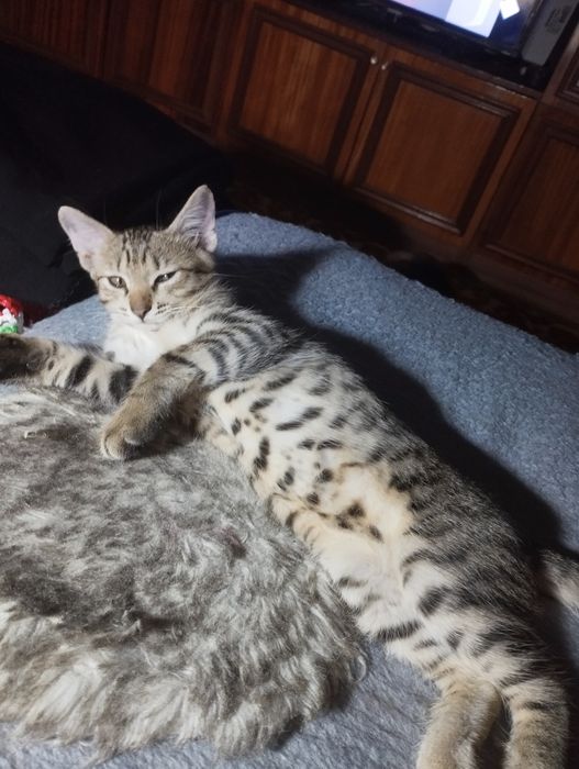 Отдам в добрые руки