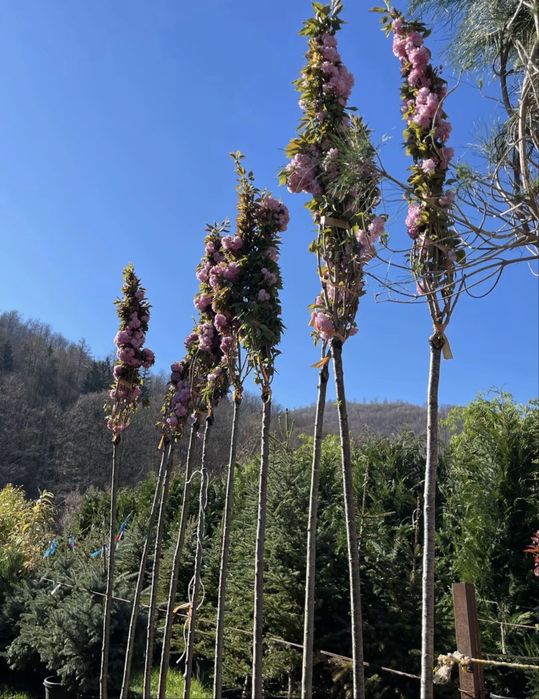 Plante ornamentale