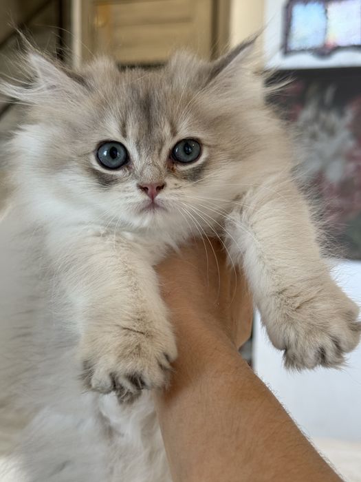 British Longhair