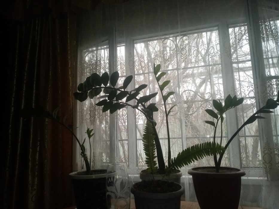 Цветы, комнатные