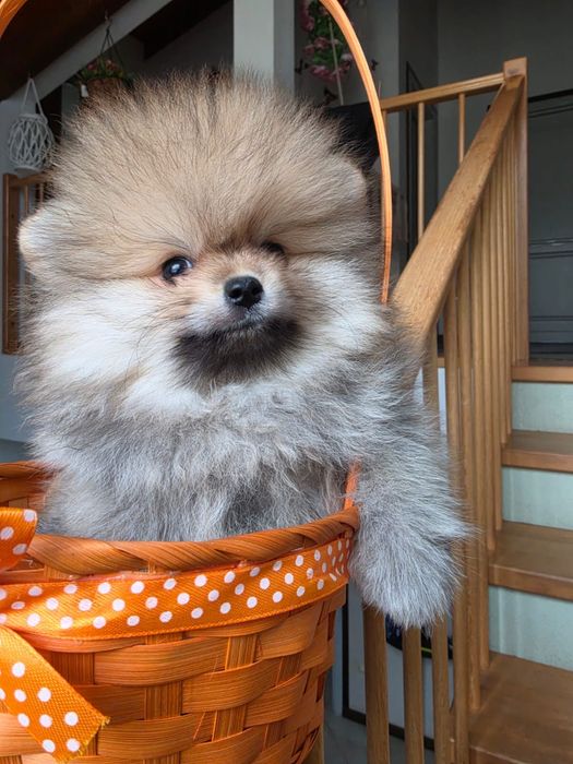 Fetită Pomeranian cu Pedigree