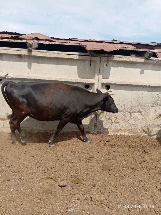 Соғым семиз сиыр сатылады