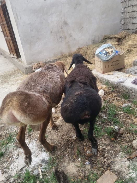 Қошқар 3 жасар порода