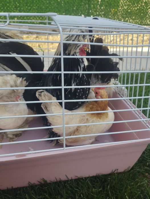 Декоративные куры