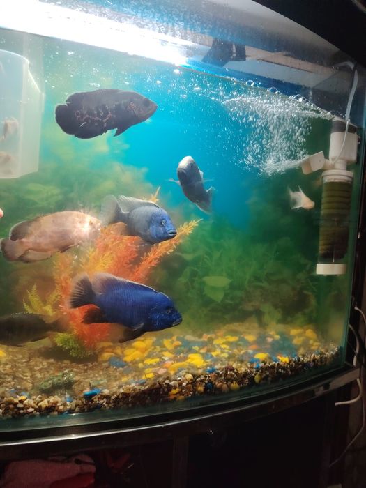 Аквариум сотилади барча жихозлари ва баликлари бн
