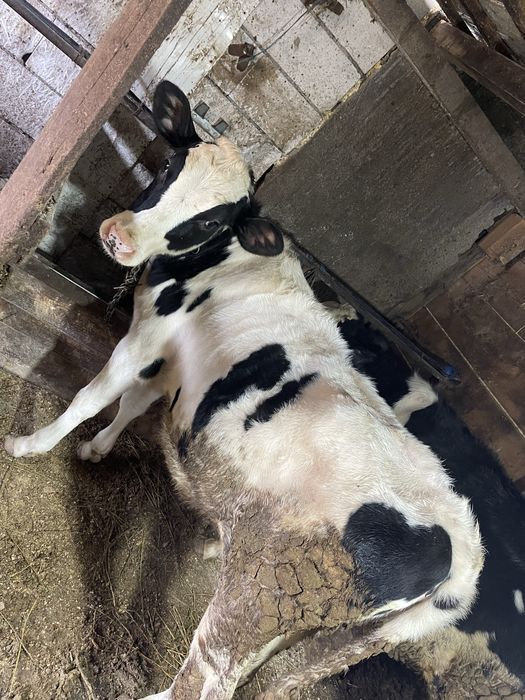 Disponibile 5 juninci