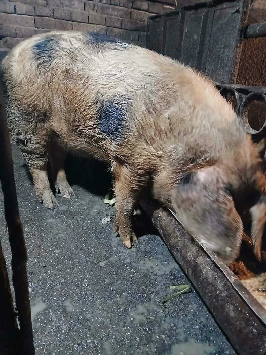 Мъжко нескопено прасе