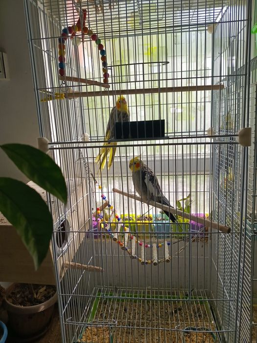 Пара попугаев карелла