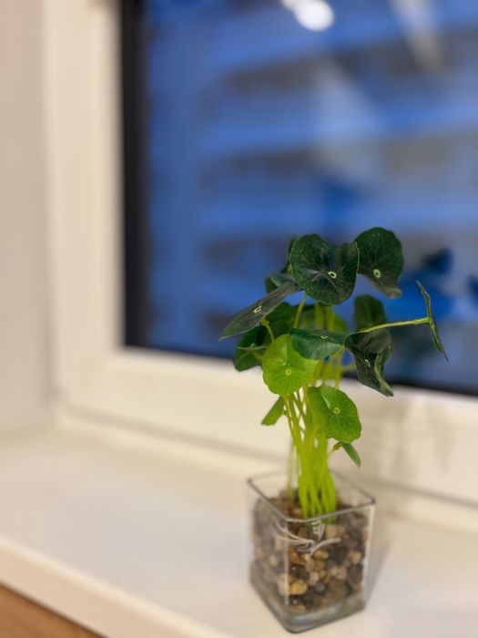 Regim Hotelier IASI LUX