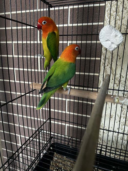 Green Opa рабочая пара сотилади яна тухум куйиши бошлади