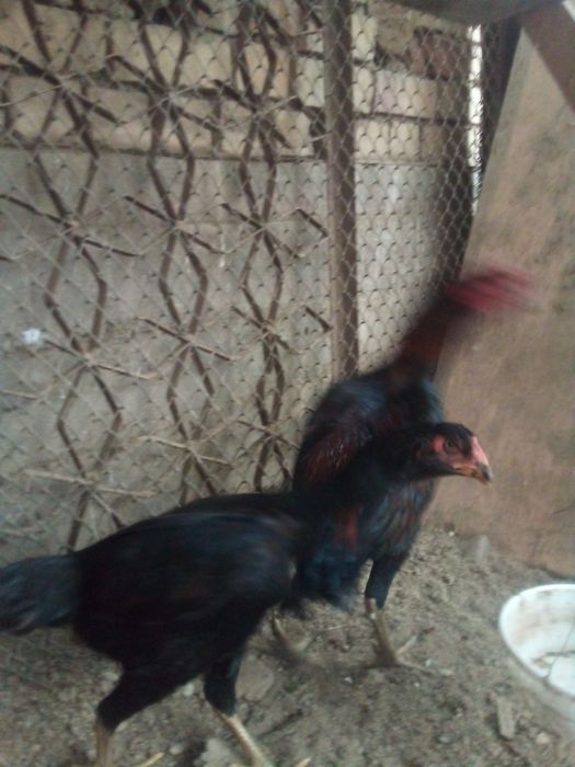 ganoy kareya jujalari sotuda