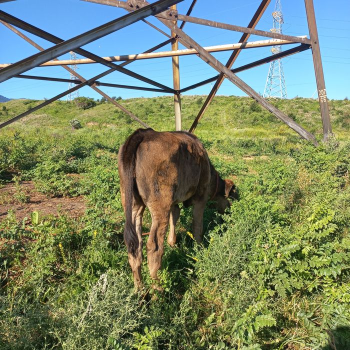 Продам срочно корову.