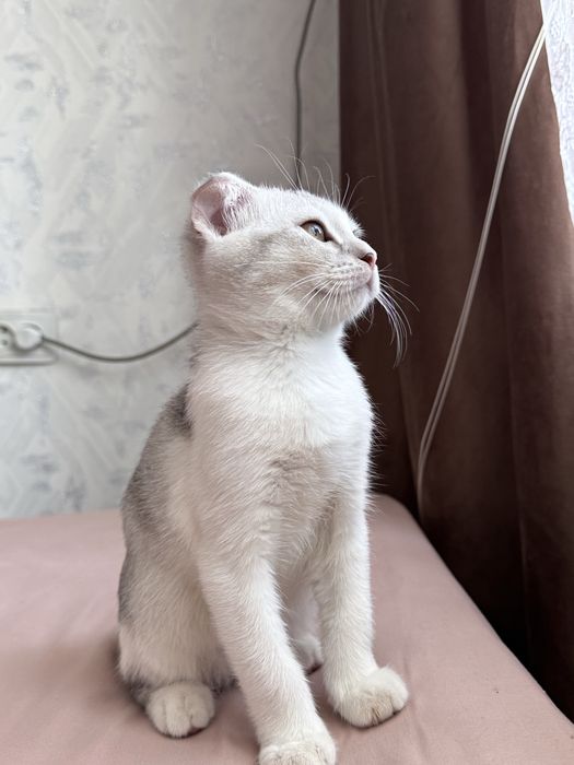Котенок вислоухий мальчик.