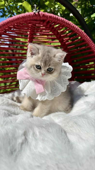 British Shorthair Chinchilla Blue Golden -  Fetita cu certificat pedigree