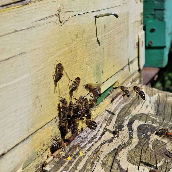 Vând familii de albine