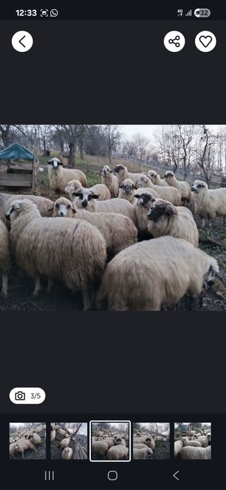 Vând miei 15 lei kg