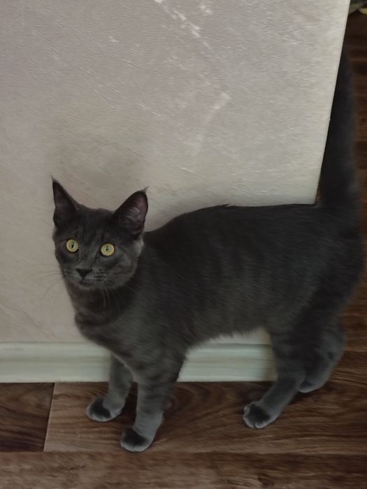 Котёнок, кошка. Мысық, марғау.