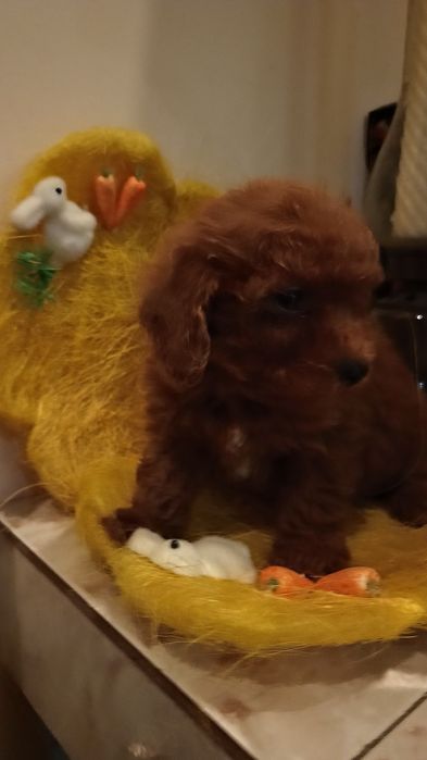 Pudel pitic red băiețel