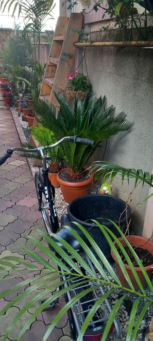 Palmier cicas revoluta Japonez la ghiveci .plante exotice la ghiveci