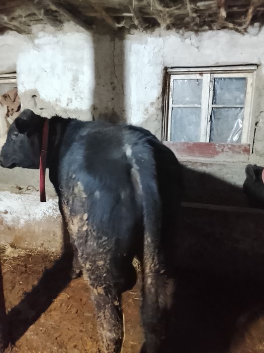 Иккита мол ангус сотилади