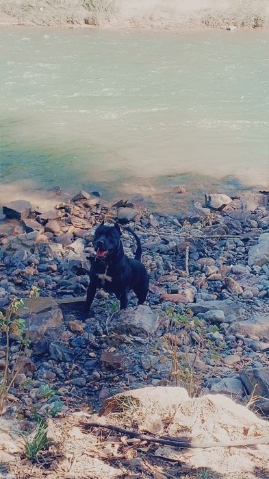 Кабель пит-бультерьера ищет подругу