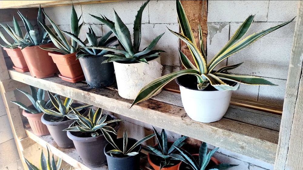 De vânzare agave, americane și albastre.