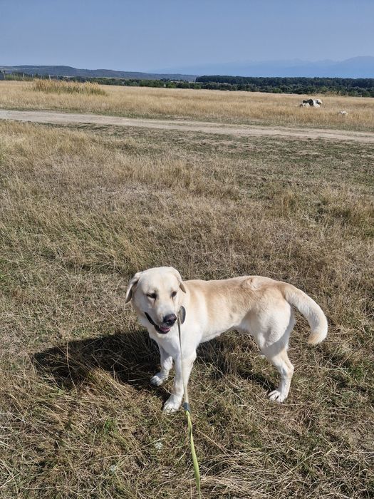 Donez caine rasa Labrador