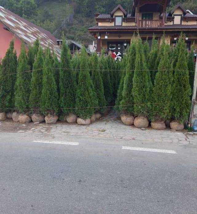 Plante Ornamentale Premium – Calitate de Pepinieră