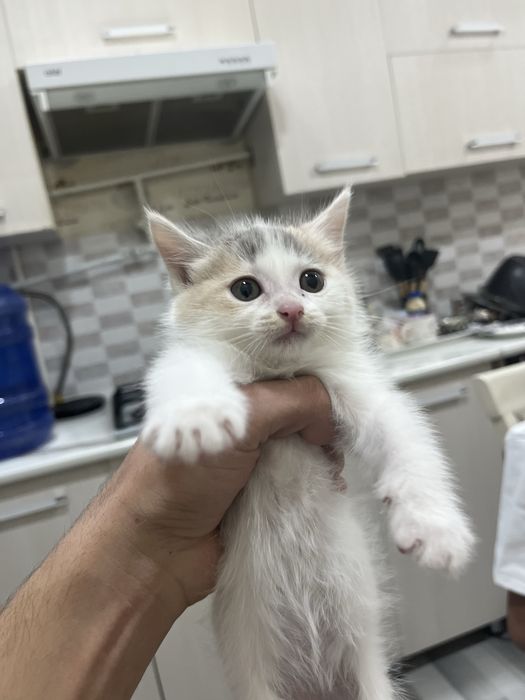 Продаются котята