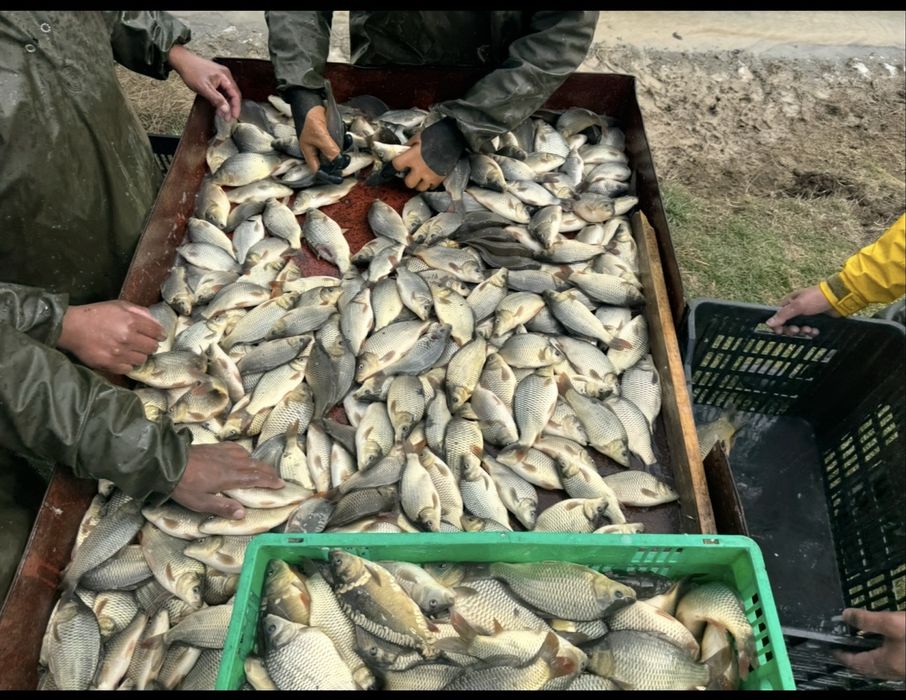Продавам зарибител шаран