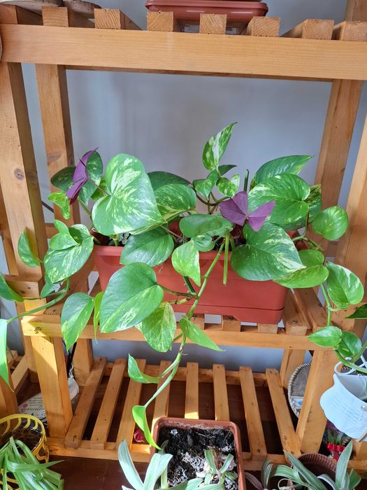 Lastari cu rădăcină de Epipremnum Aureum, 7 plăntuțe