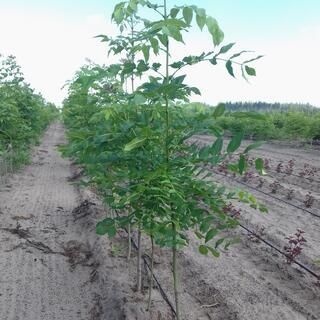 Ясень разных размеров