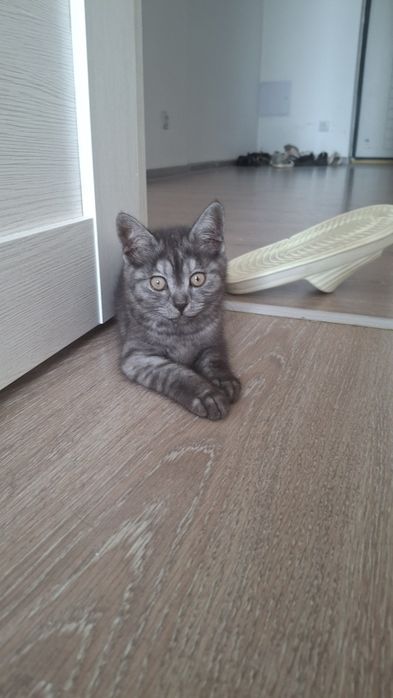 Отдам даром в хорошие руки