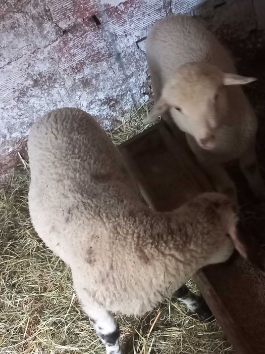Продават се 3 агънца