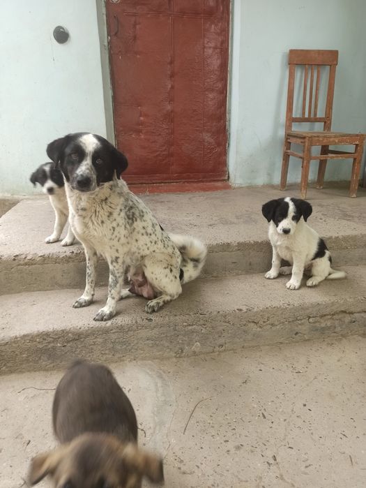 Щенки полупородистые