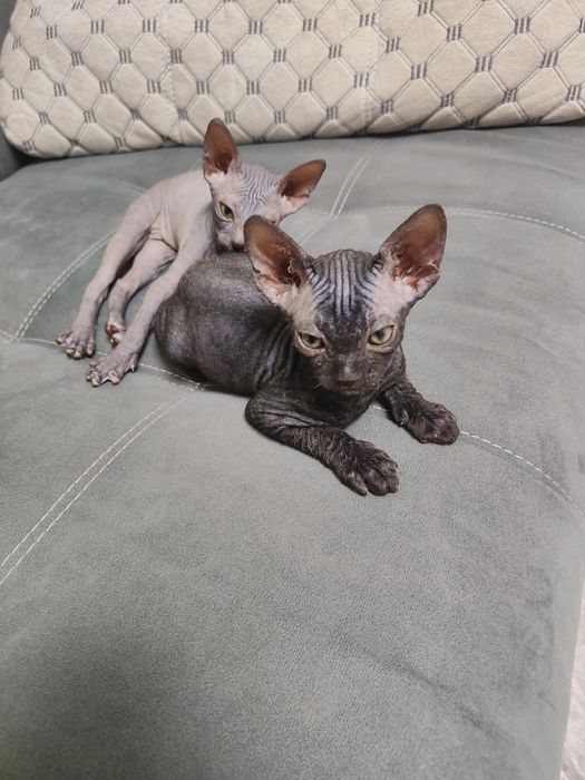 Продам котят сфинксов