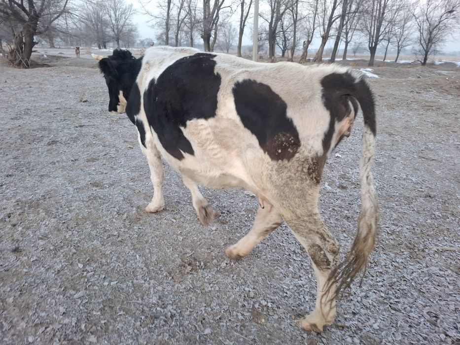 Продам стельную корову