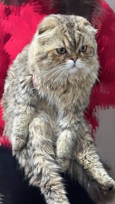 Кот скоттиш фолд