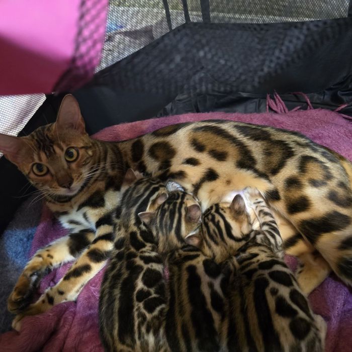 Чистокровные бенгальские котята