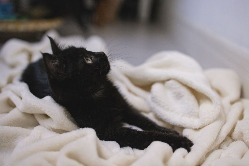 Котенок в добрые руки